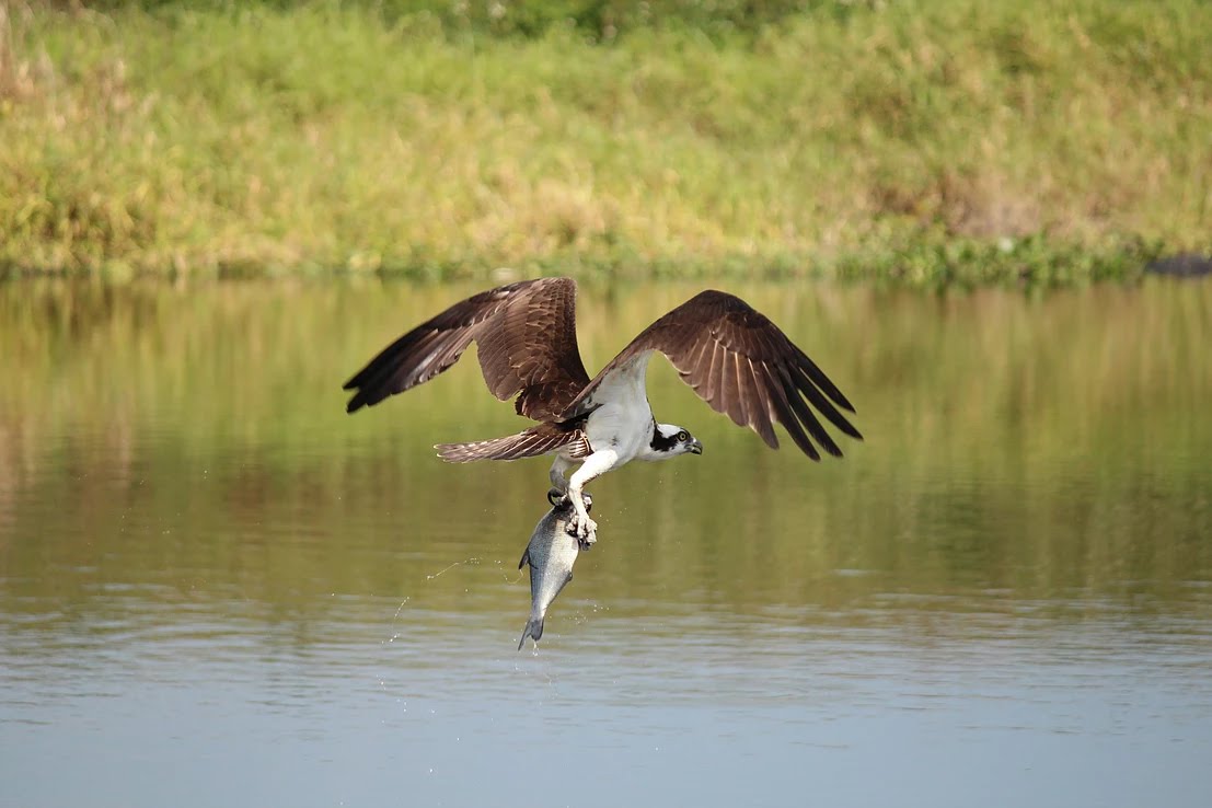Osprey Carrying Fish