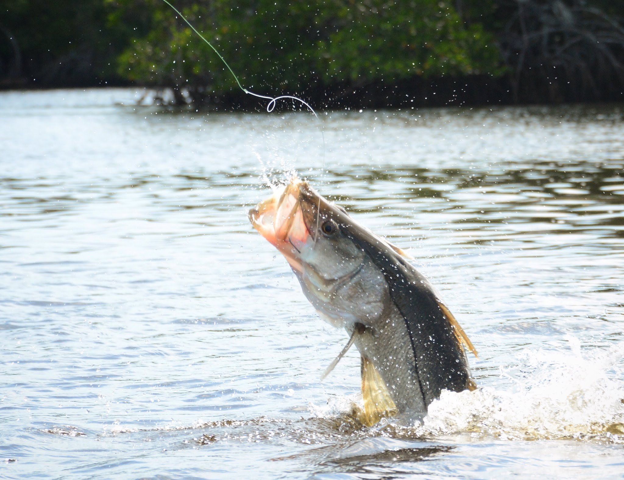 large fish jumping from the water