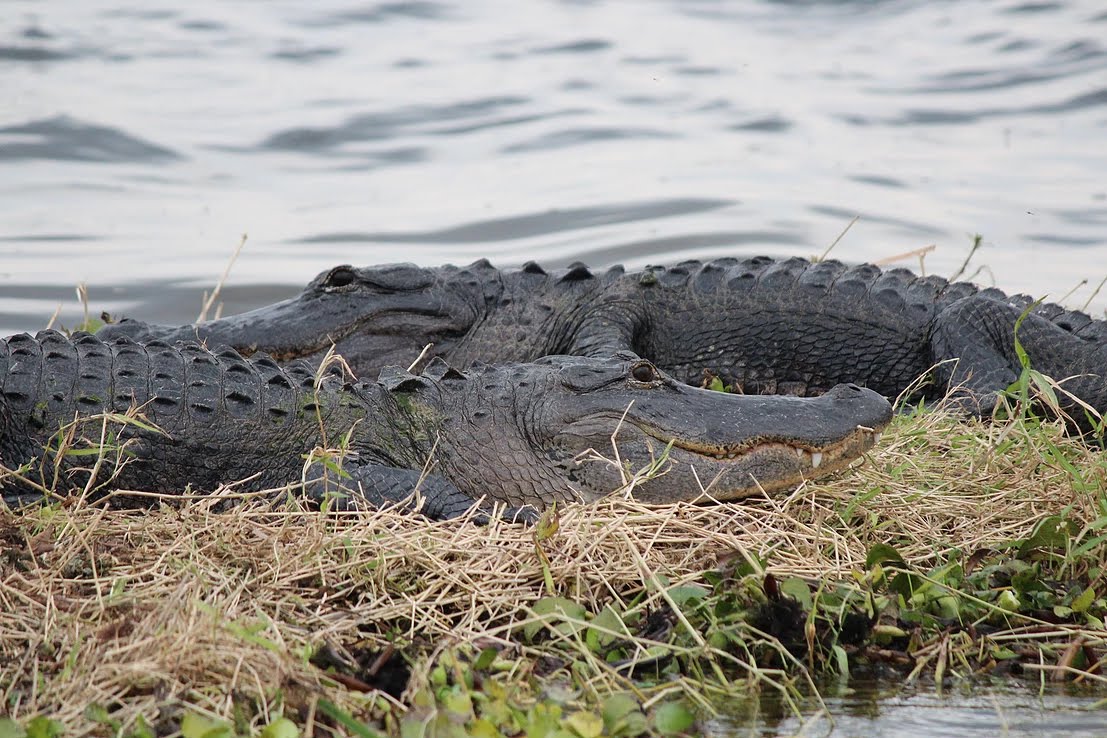 alligator in marsh FL