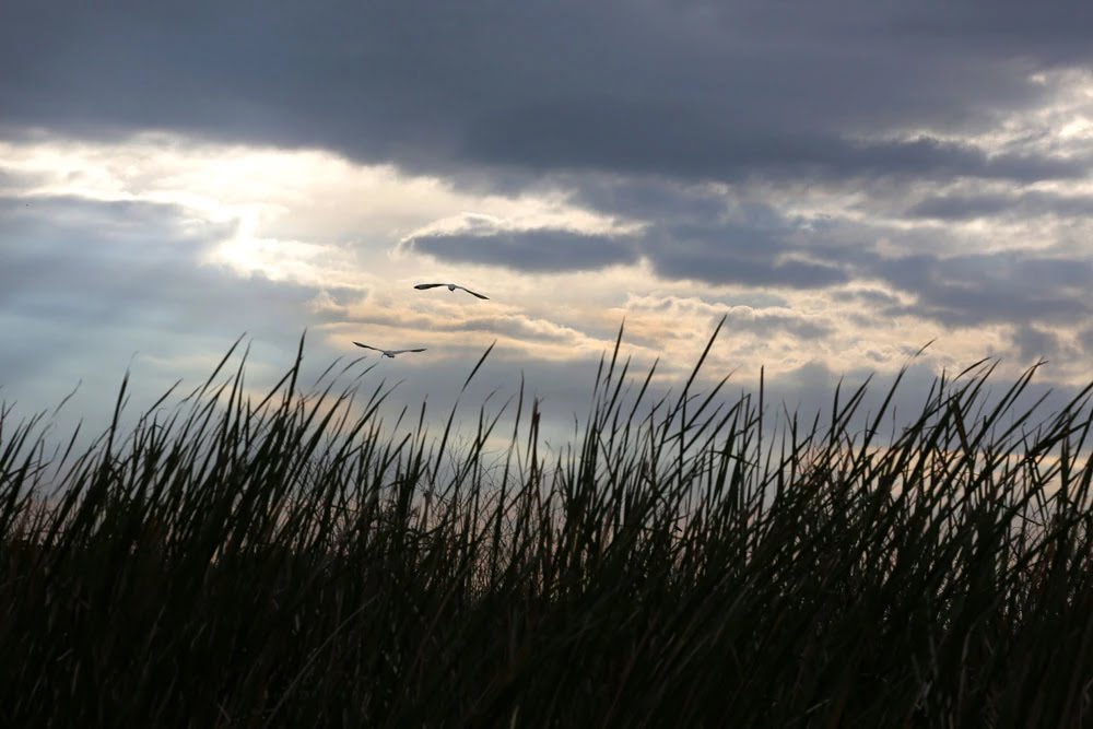 Birds flying at sunset