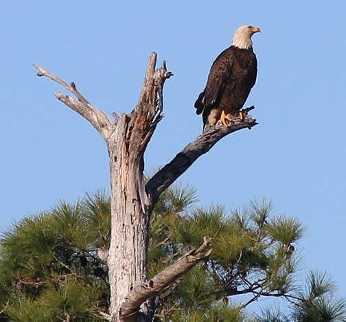 bald eagle