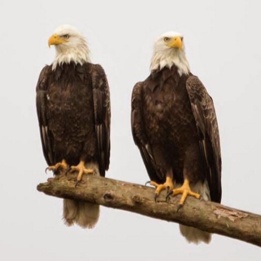 eagles in tree