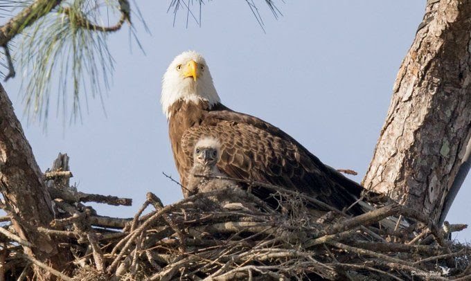 eagle with baby